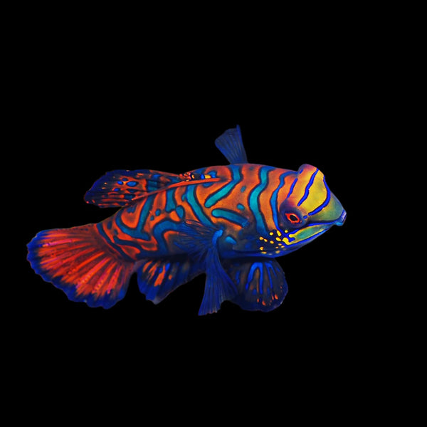 Captive-bred Biota mandarin dragonet