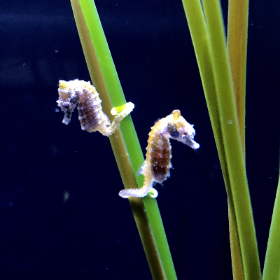 Captive-bred dwarf seahorses from Seahorse Savvy