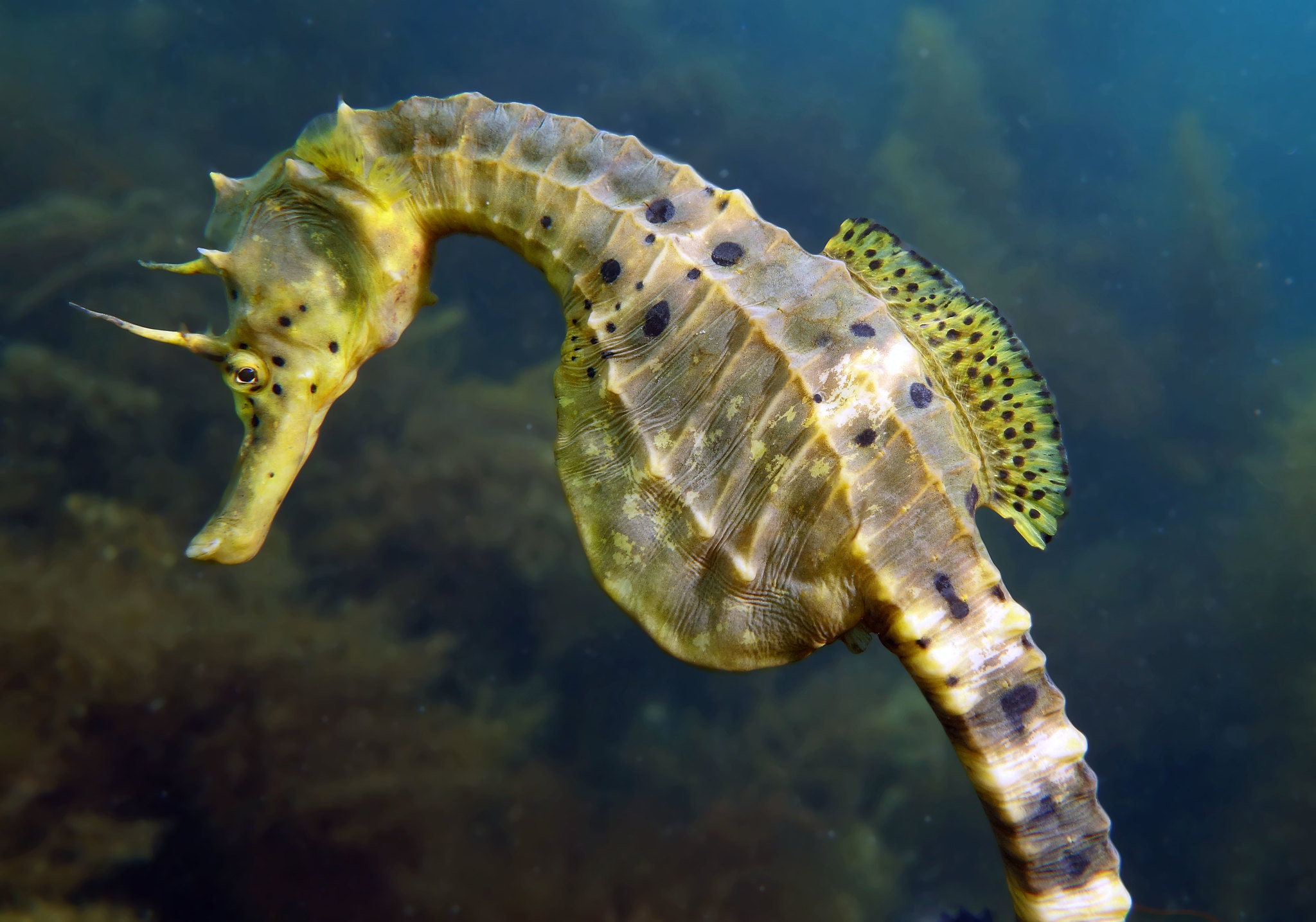 Large yellow big-belly seahorse, Hippocampus abdominalis, among kelp