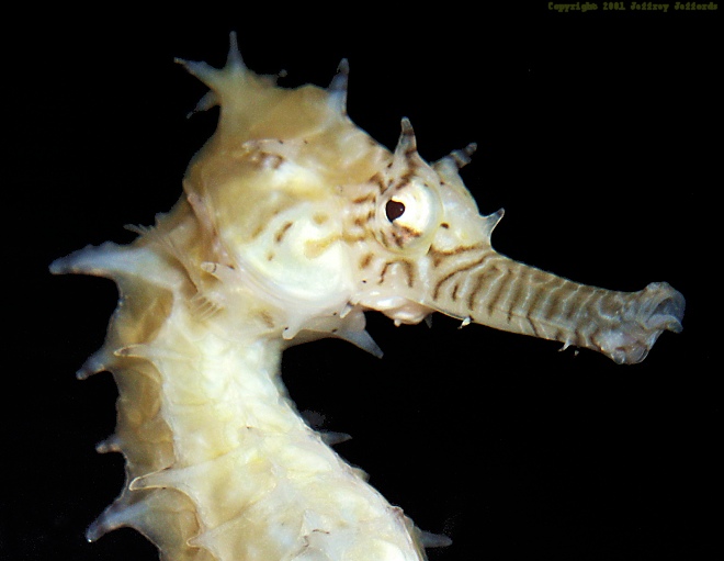 Close portrait of a spiny Barbour's seahorse, Hippocampus barbouri