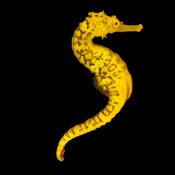 Yellow and black tiger-tail seahorse, Hippocampus comes