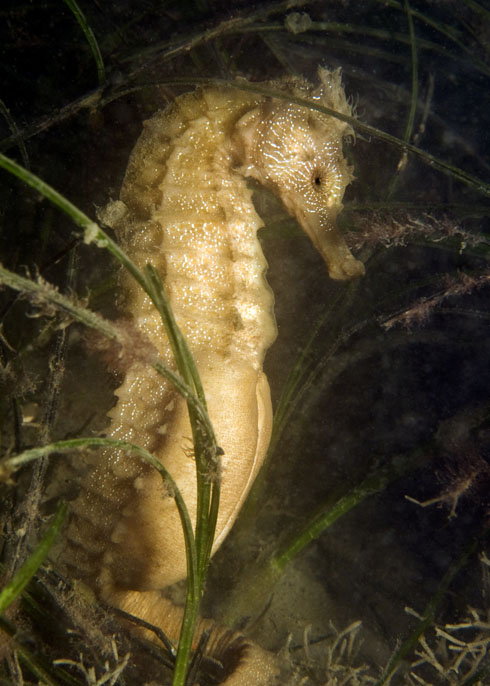 Pacific seahorse, Hippocampus ingens, holding onto seagrass