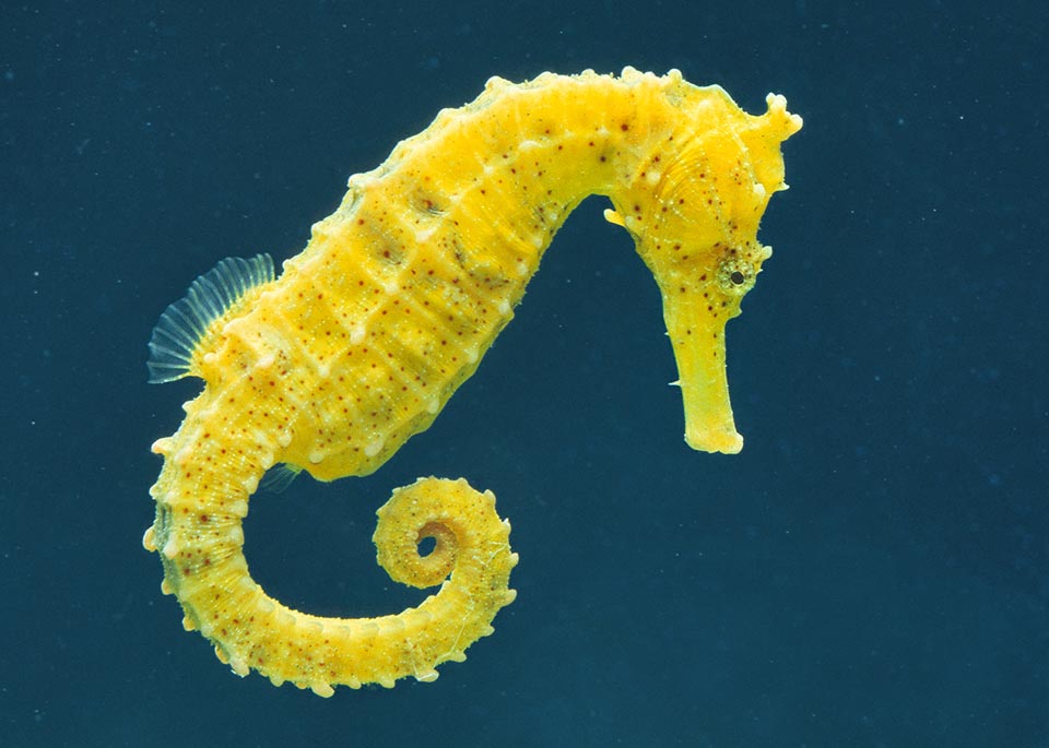 Upright bright yellow spotted seahorse, Hippocampus kuda, against dark blue water